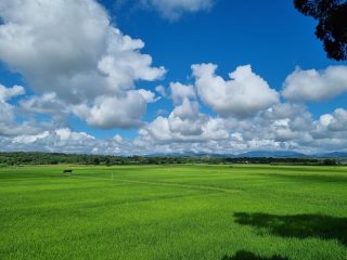 タイも「お米の国」。チェンマイの市街地から郊外に向かって少し車を走らせれば、周囲には田んぼがたくさんある。